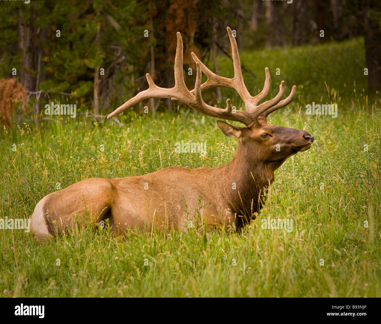 Le parc national de Yellowstone au Wyoming USA elk resting in grass Banque D'Images