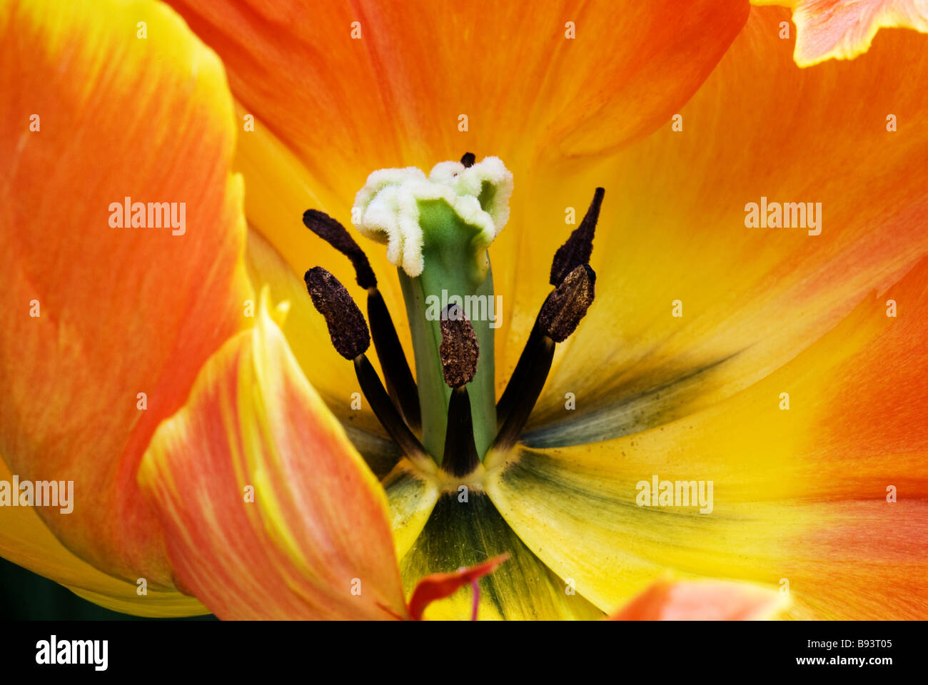 Parkeit Parrot Tulip Professeur Rontgen photographié à jardins de Keukenhof à Lisse, aux Pays-Bas Banque D'Images