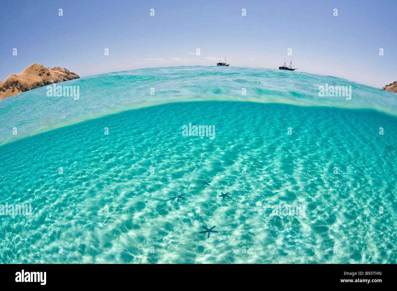 Seastars en bleu lagon peu profond Linkia laevigata Indonésie Komodo Banque D'Images