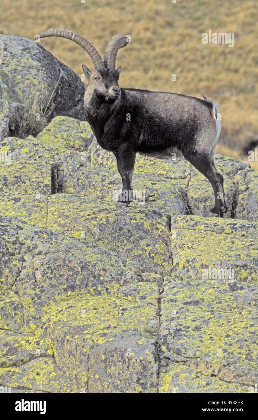 L'espagnol Ibex (Capra pyrenaica) Mâles - Espagne - UICN vulnérable Banque D'Images