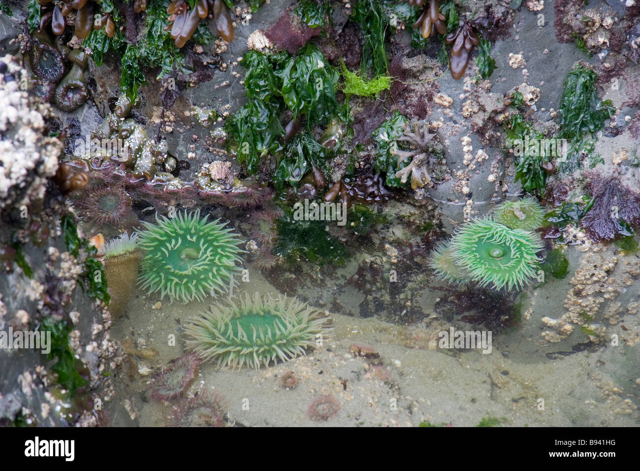 Les anémones de mer vert géant (Anthopleura xanthogrammica) et d'autres formes de vie marine sur les rochers à marée basse Banque D'Images