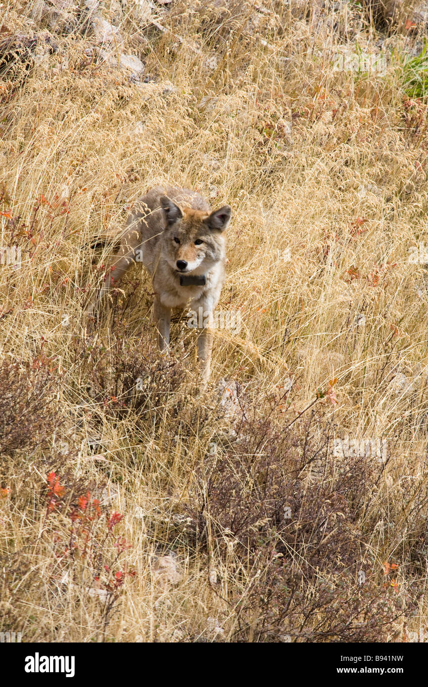 Le Coyote à Parc National de Yellowstone au Wyoming USA Banque D'Images