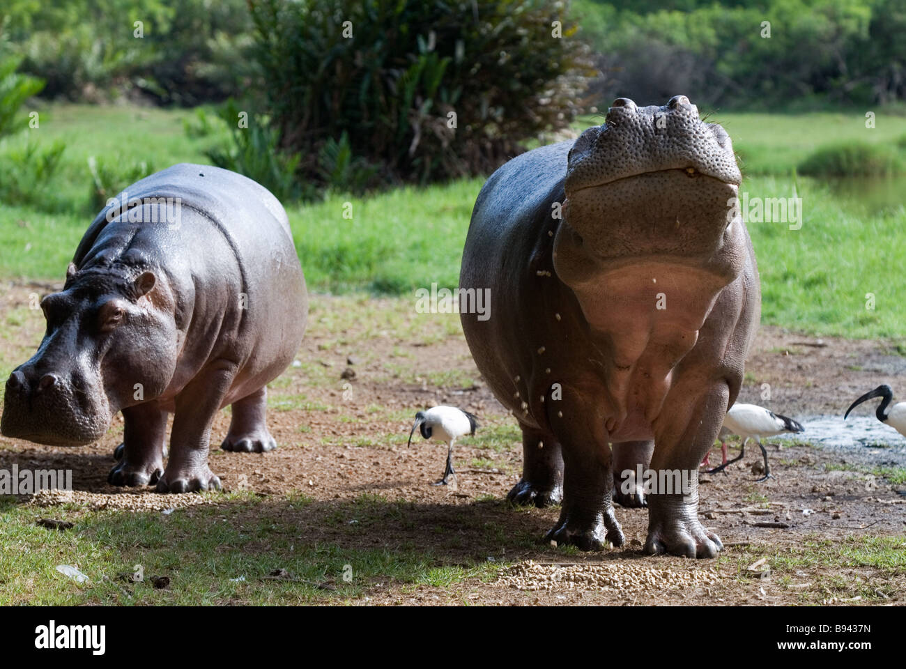 Hippopotamus à Haller Park à Mombasa au Kenya Banque D'Images