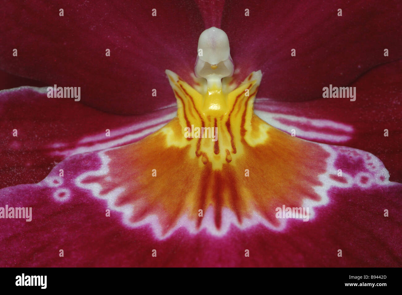 Close up d'un détail fleur orchidée Miltonia Banque D'Images