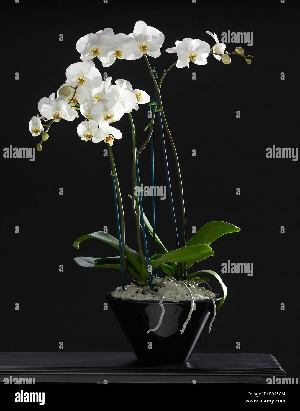 Pot orchidée en noir Banque D'Images