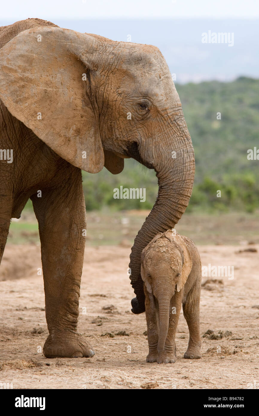 Bébé éléphant et Loxodonta africana Addo Elephant National Park, Eastern Cape Afrique du Sud Banque D'Images