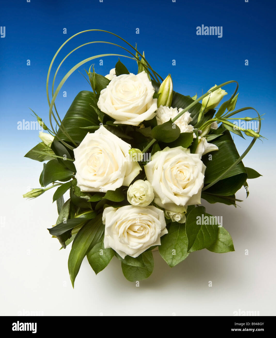 Bouquet de roses blanches sur un fond bleu studio graduée Banque D'Images Bouquet de roses blanches sur un fond bleu studio graduée Banque D'Images
