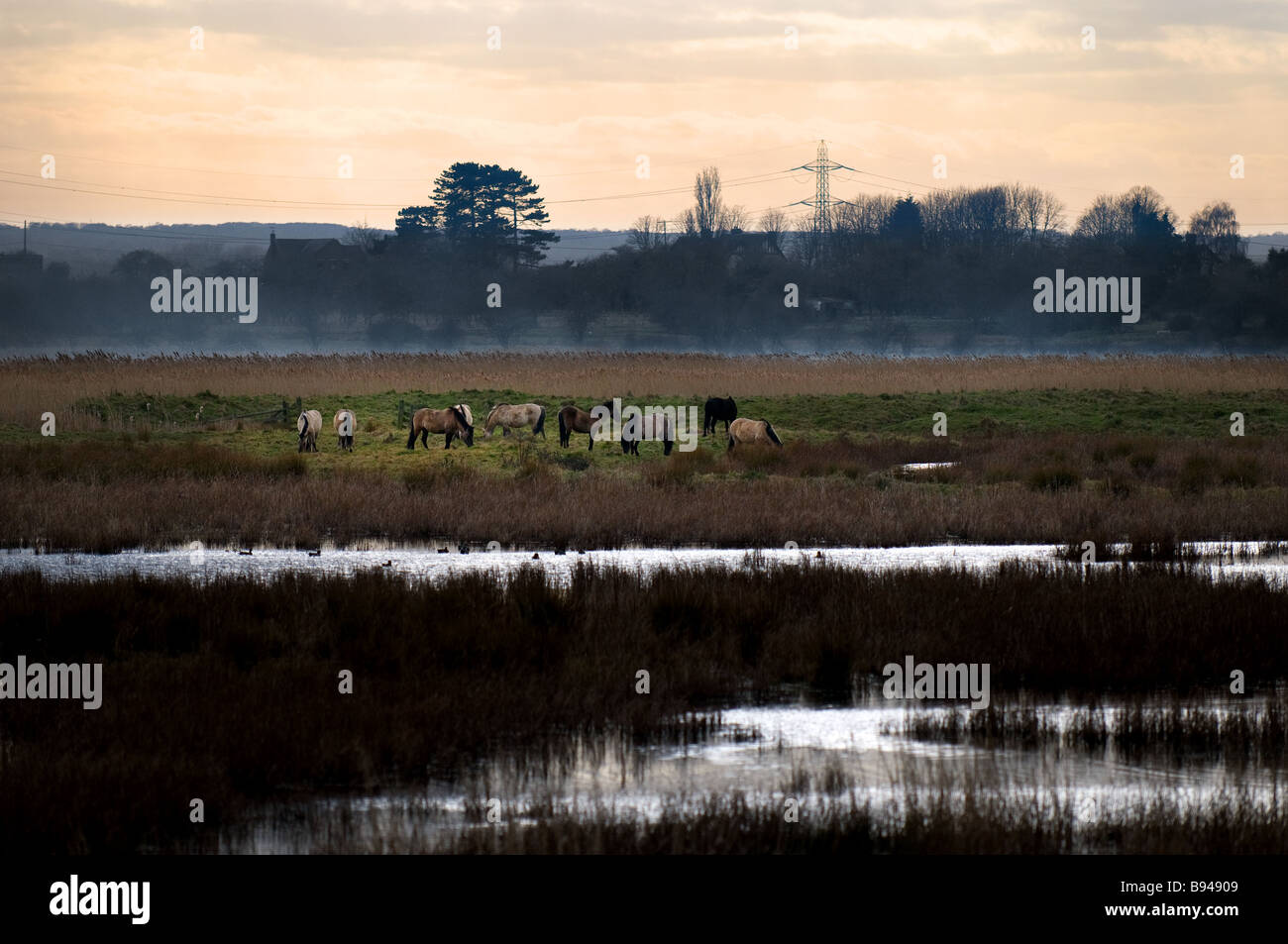 Un petit troupeau de chevaux Konik sur Oare Marsh à Kent, au Royaume-Uni. Banque D'Images