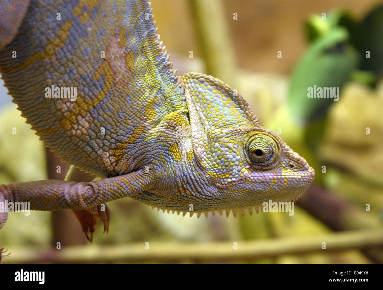 Lézard caméléon Reptile Changement de couleur Banque D'Images