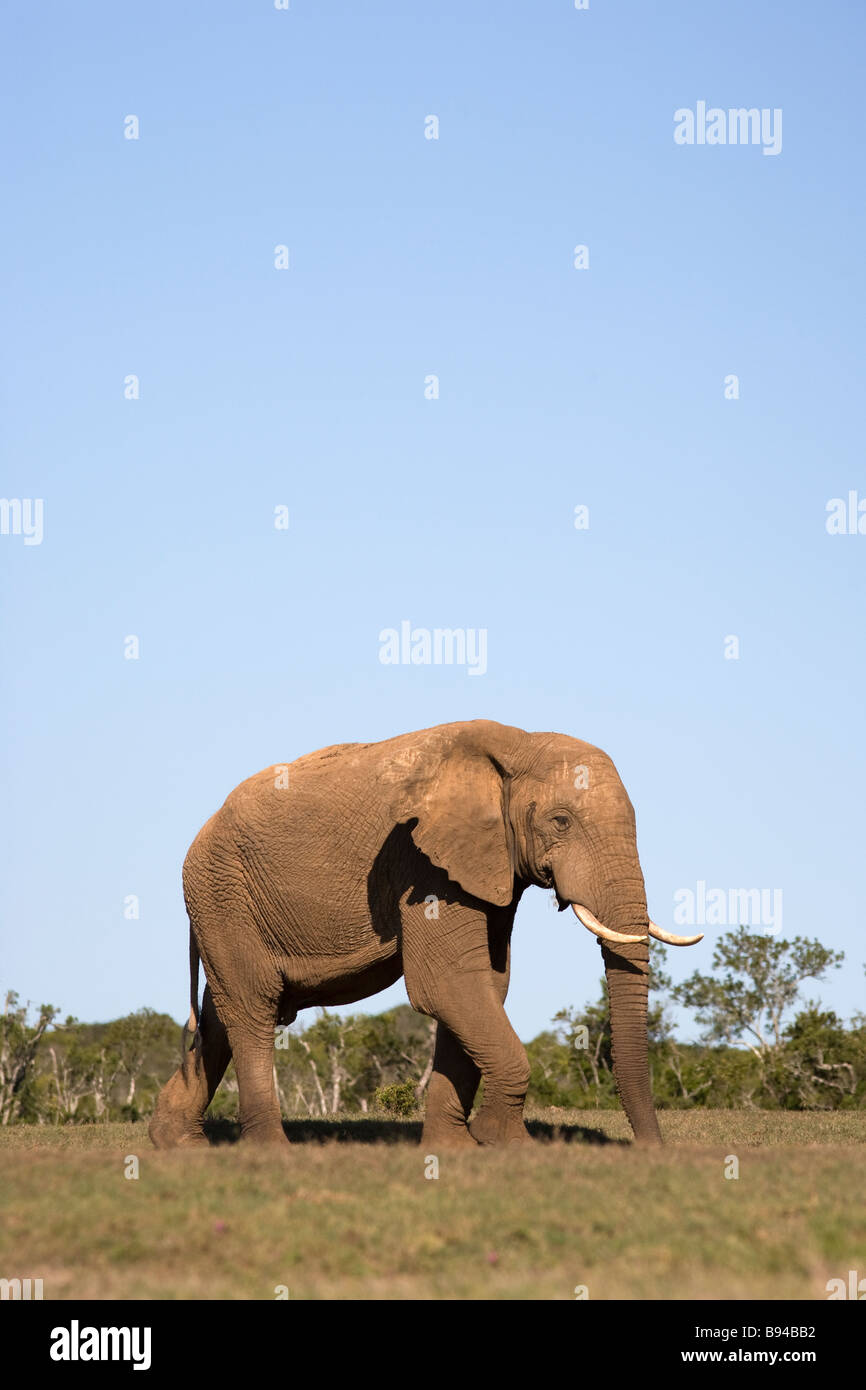 Bull elephant Loxodonta africana Addo Elephant National Park, Eastern Cape Afrique du Sud Banque D'Images