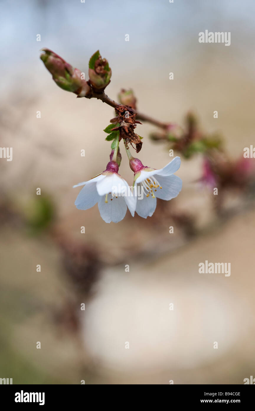 Prunus incisa. Fleur de cerisier Fuji Banque D'Images