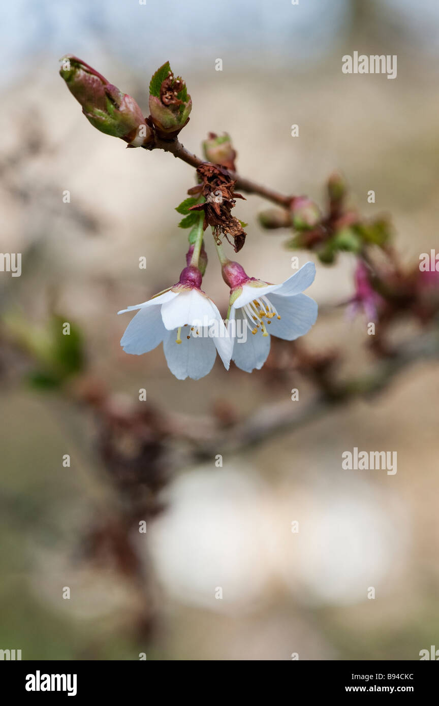 Prunus incisa. Fleur de cerisier Fuji Banque D'Images