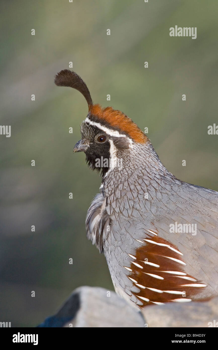 Colin de Gambel Banque D'Images