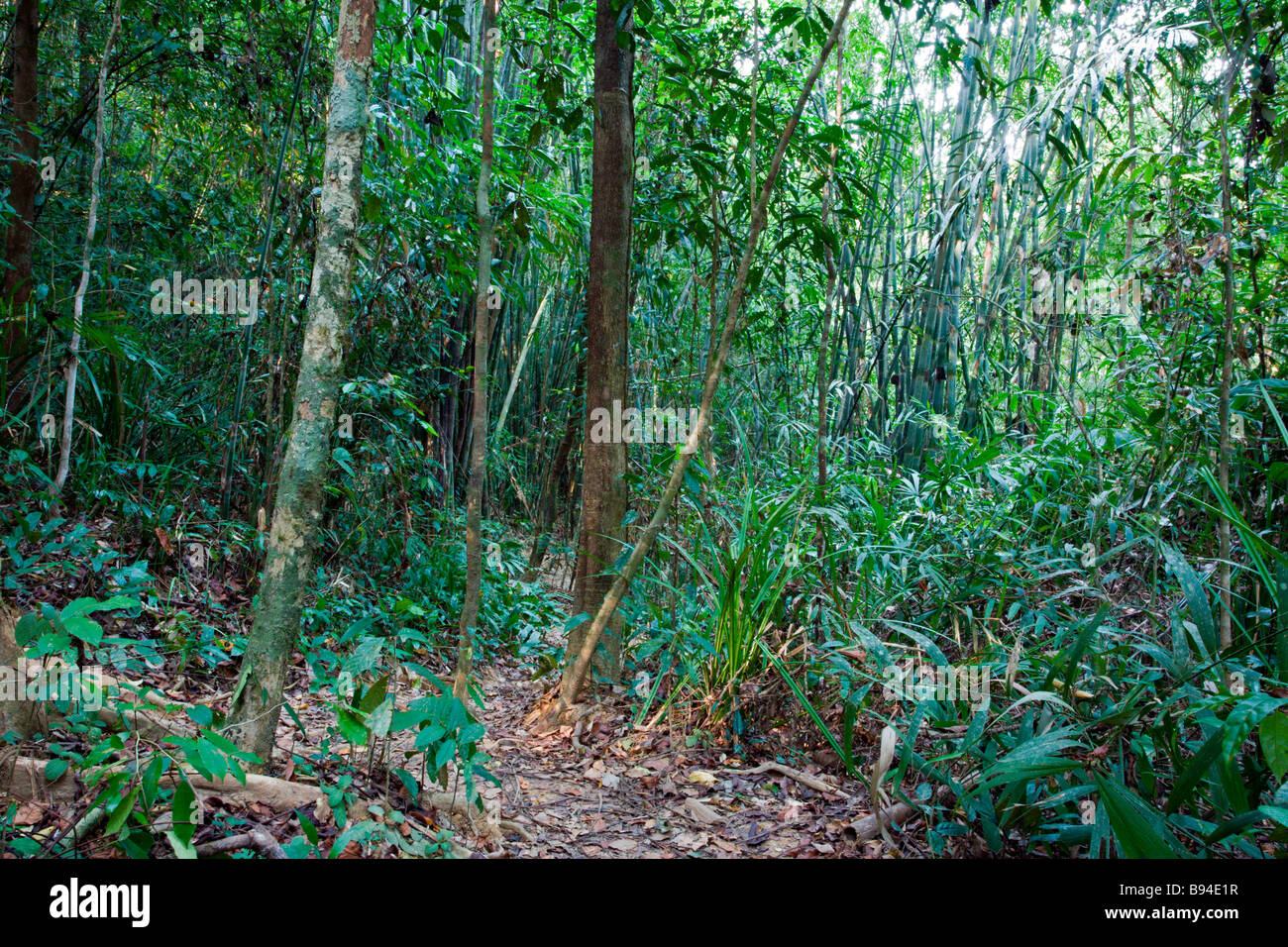 Parc national de Khao Sok : Forêt de bambou Banque D'Images