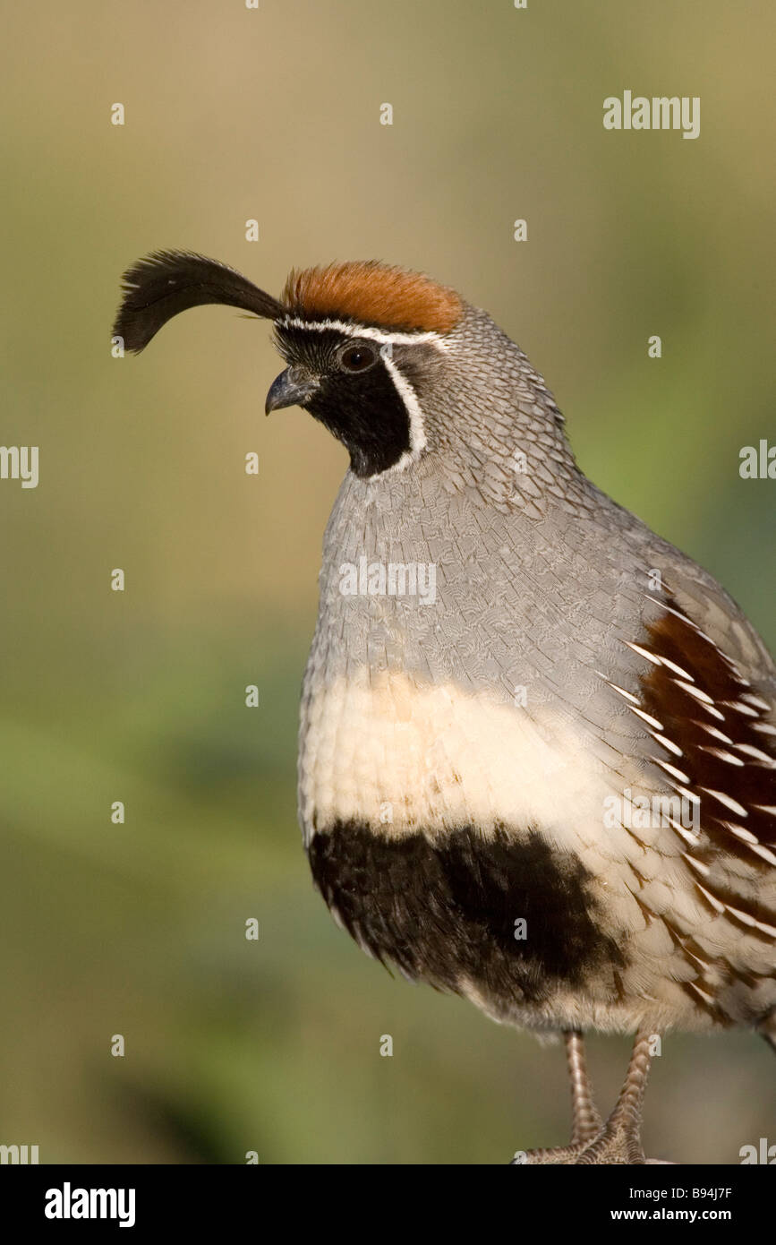 Colin de Gambel Banque D'Images