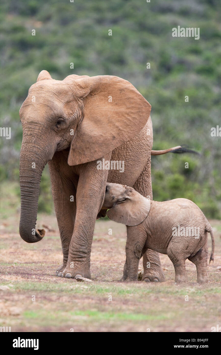 Bébé éléphant avec mère Loxodonta africana suckling Addo Elephant National Park, Eastern Cape Afrique du Sud Banque D'Images