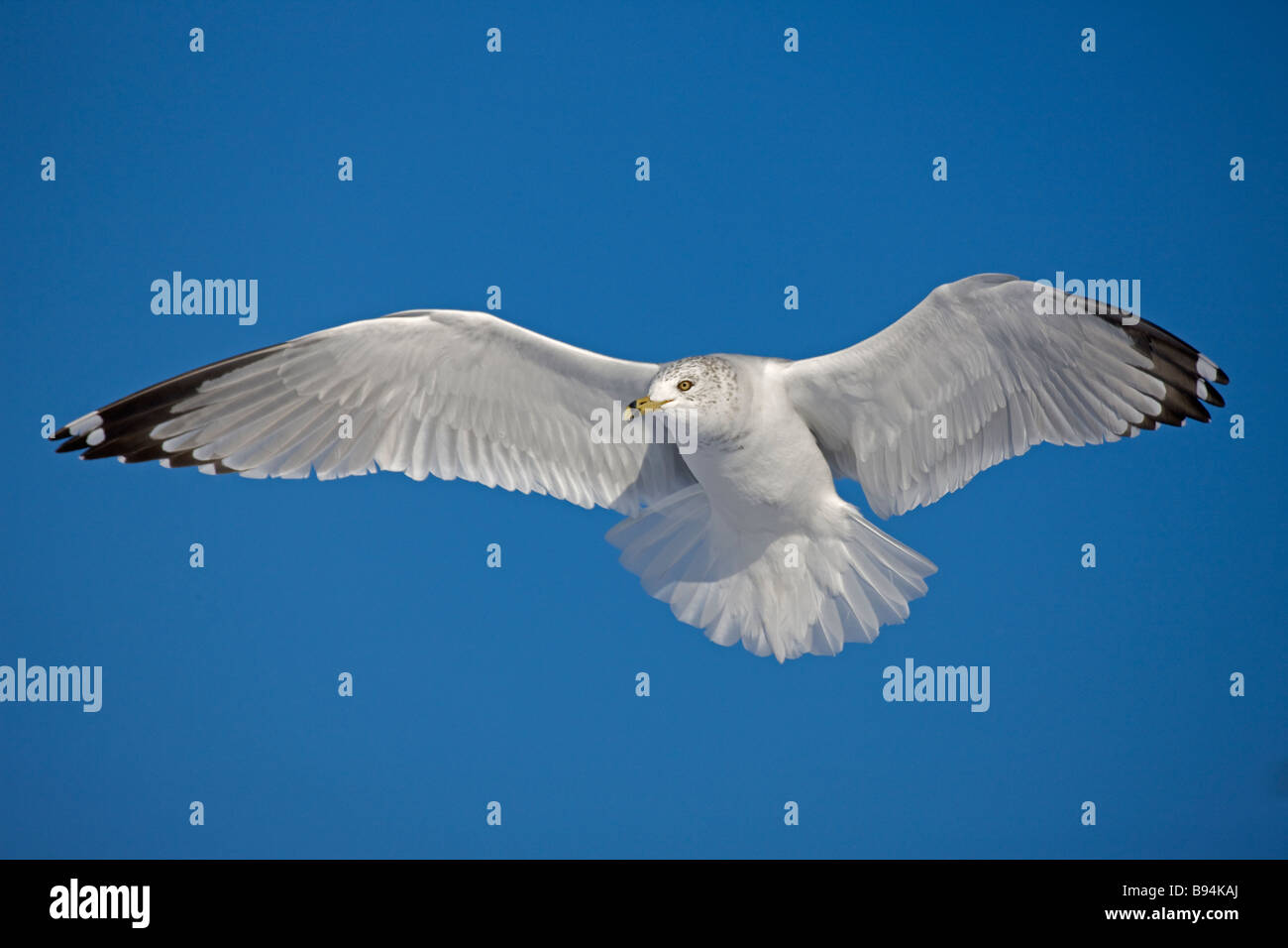 Le goéland à bec cerclé (Larus delawarensis) New York - Etats-Unis - Adulte planeur - le plus souvent à l'intérieur des terres en particulier USA gull Banque D'Images