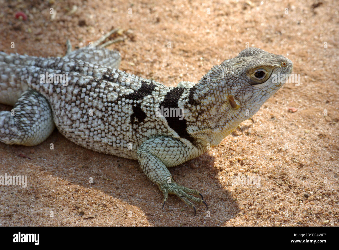 Madagascar l'Iguane (Oplurus cuvieri) sur le sol de Madagascar, Anjajavy. Banque D'Images
