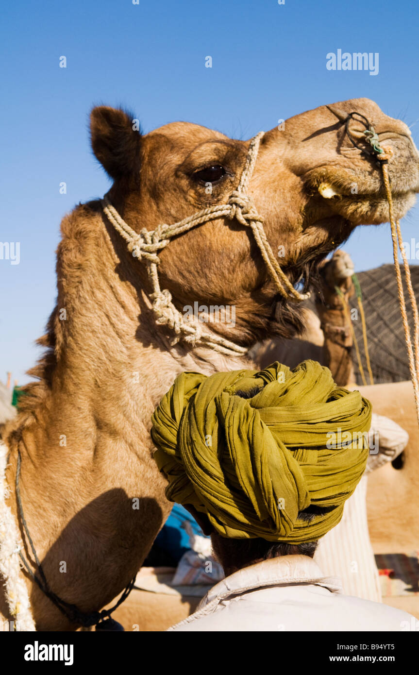 Un chameau et son propriétaire. Banque D'Images
