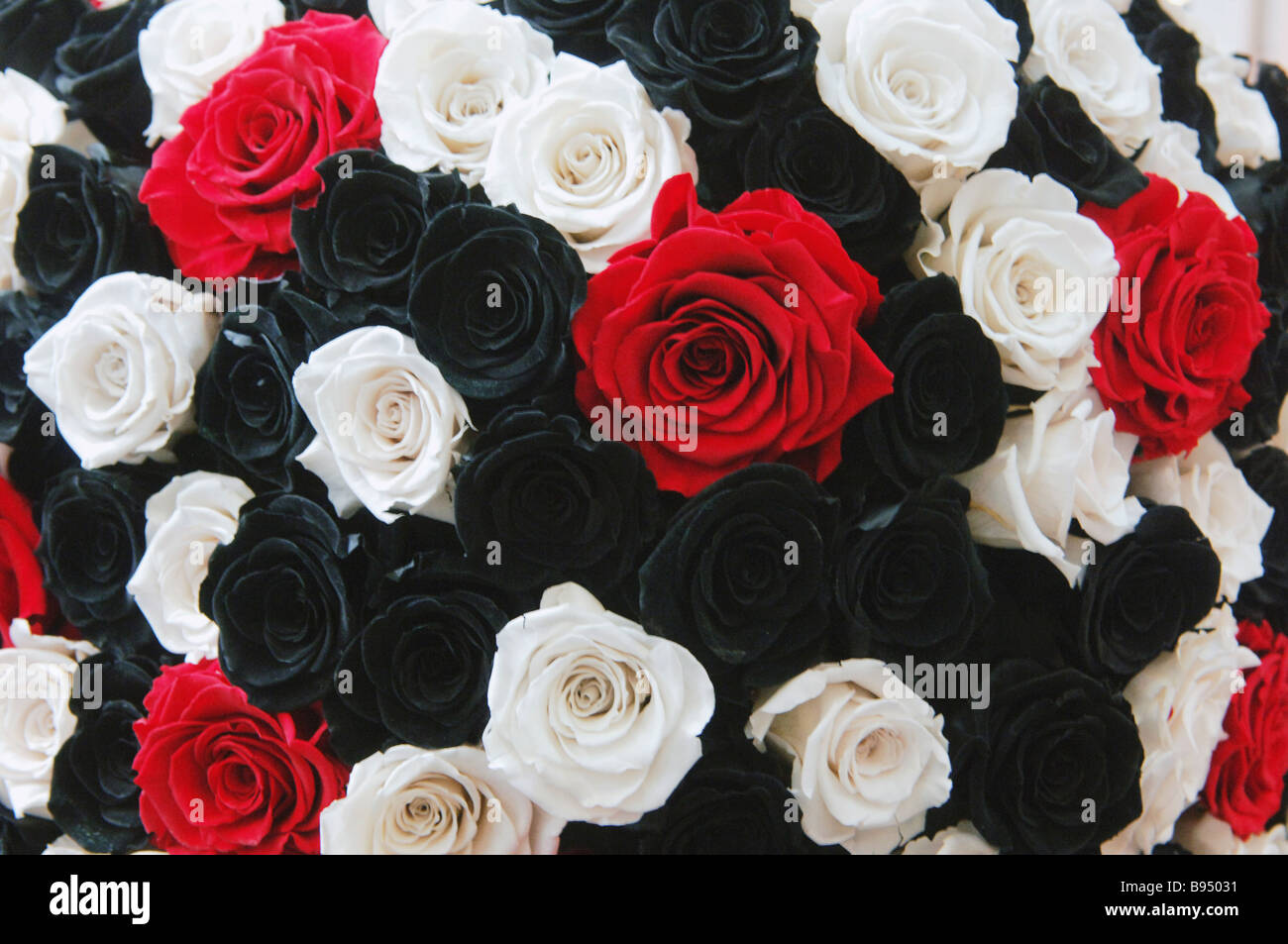 Un bouquet de roses rouge blanc et noir mis sur l'affichage à l'exposition  à Moscou 2007 Fleurs Photo Stock - Alamy