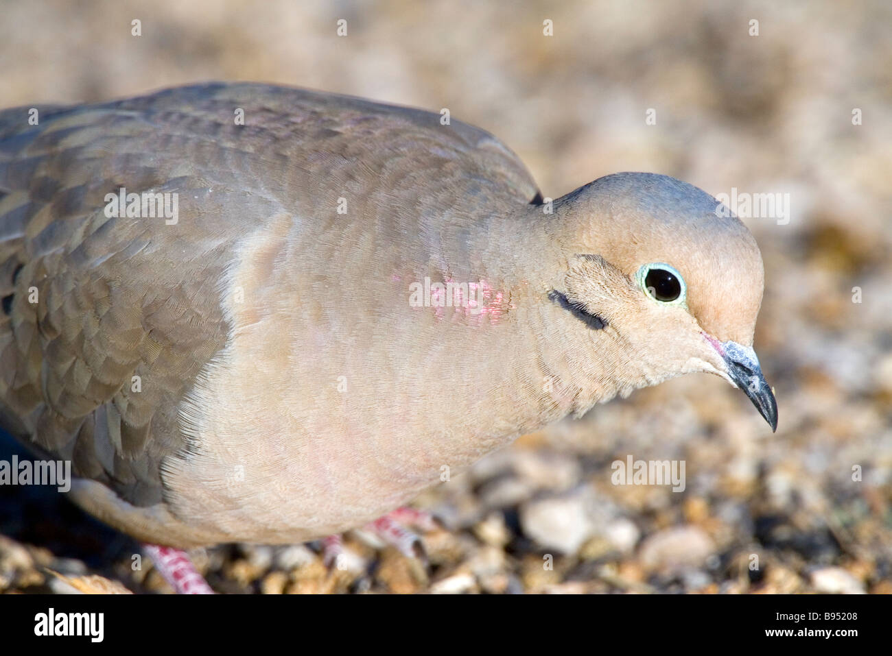 Tourterelle triste Banque D'Images