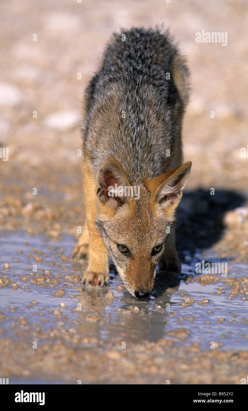 Blackbacked jackal pup Canis mesomelas Namibie Etosha National Park Banque D'Images