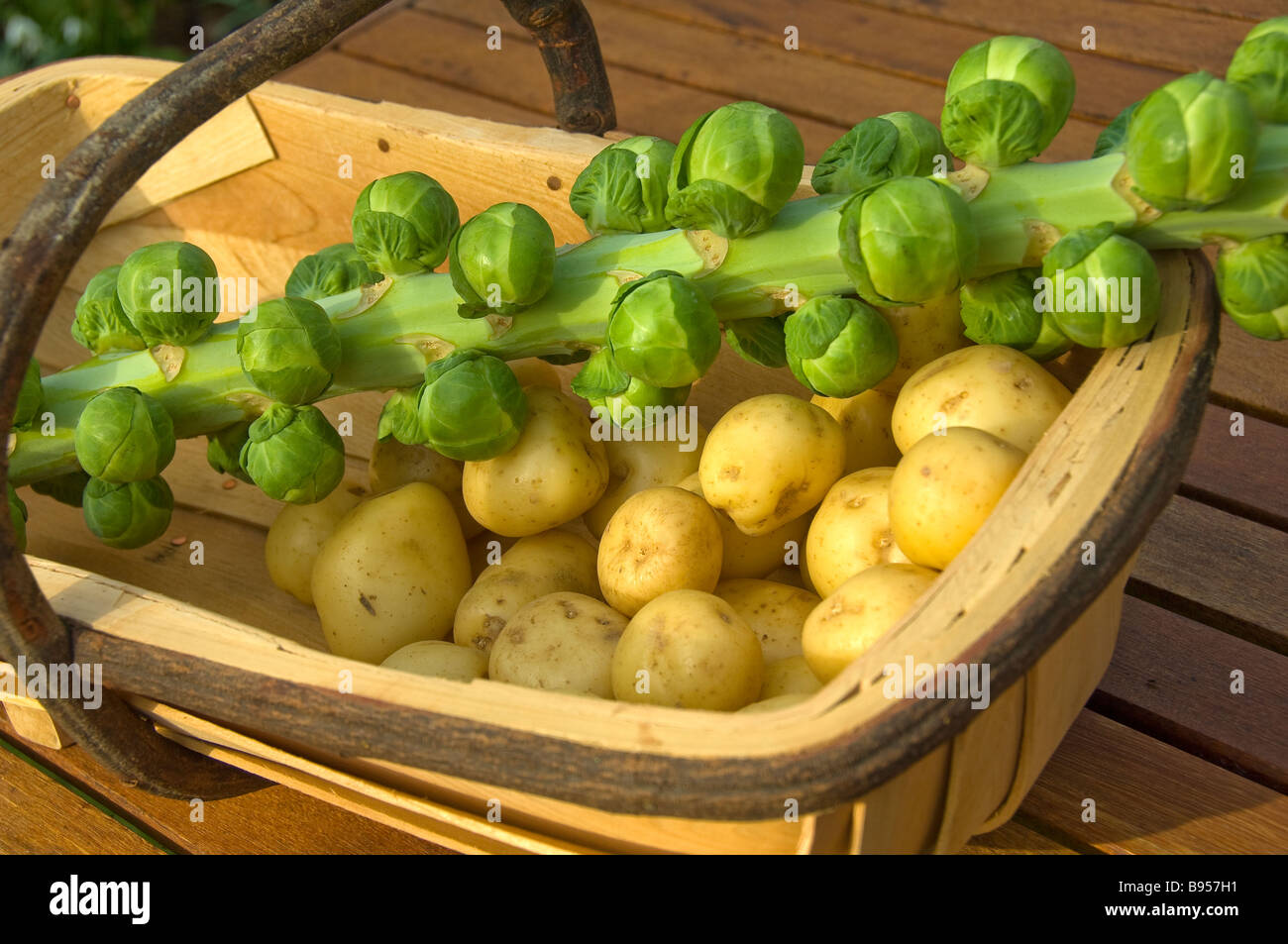 Pousses De Vert De Graine De Pomme De Terre Sur Le Potager Image stock -  Image du collecte, accroissement: 116254041