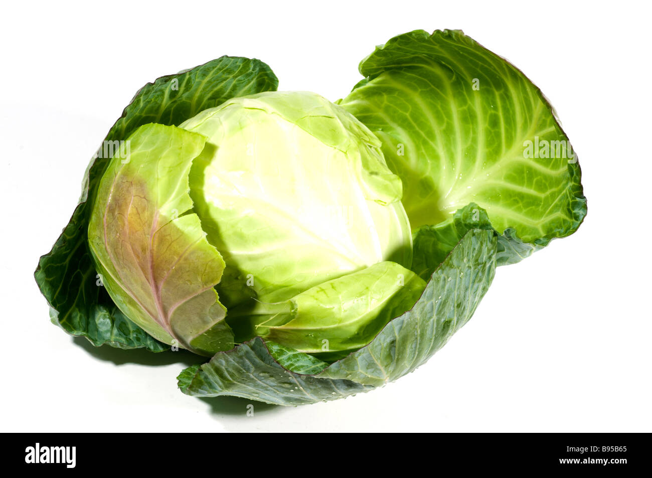 Un chou légumes tout seul isolé sur fond blanc Banque D'Images