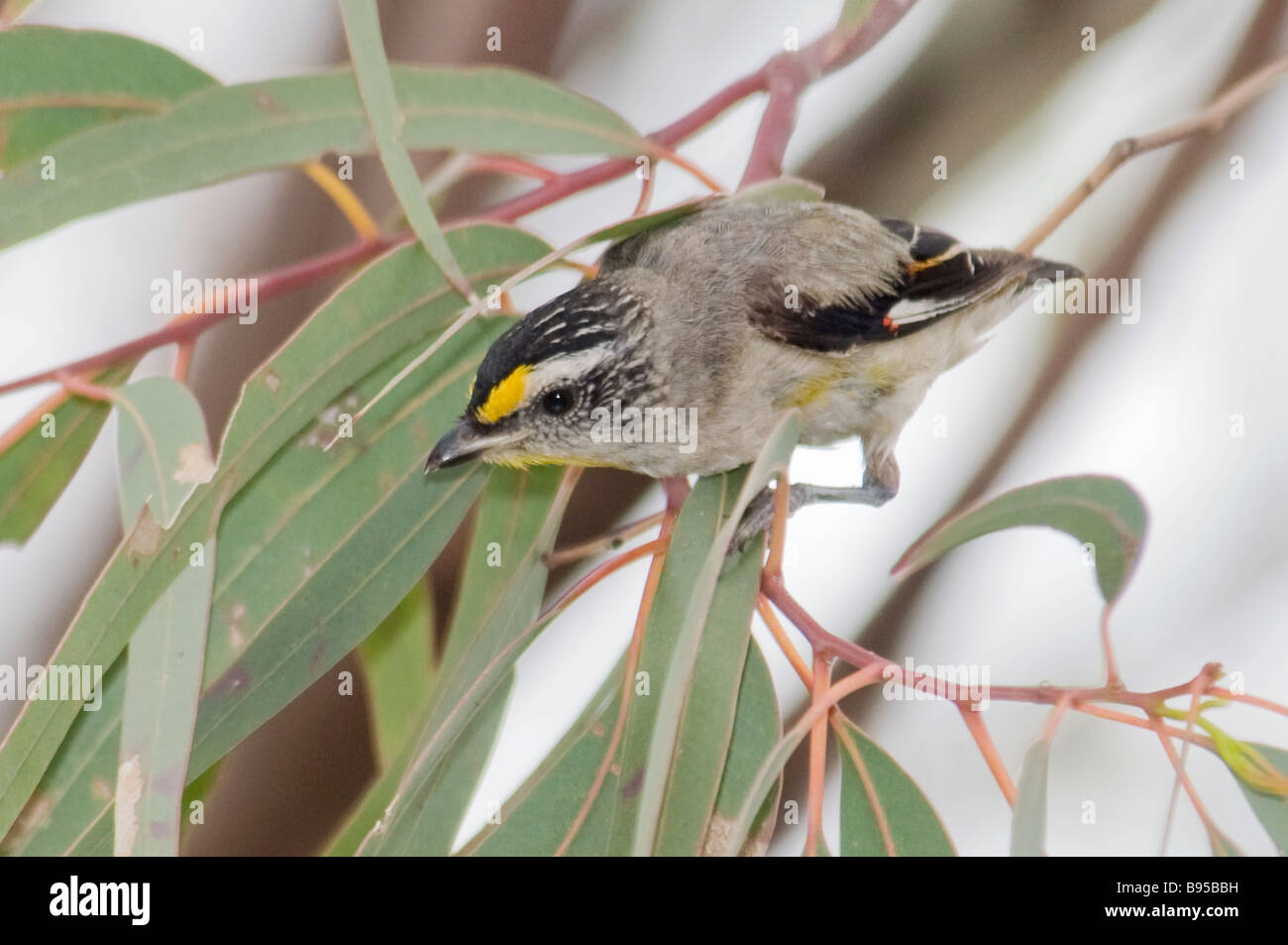 Pardalote strié 'Pardalotus striatus' Banque D'Images