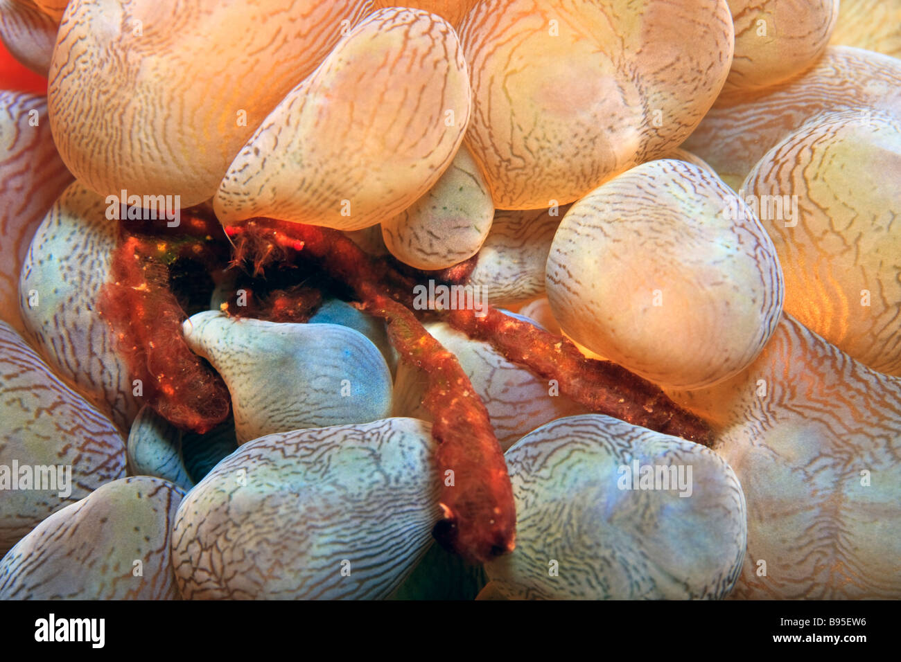 Araignée de mer se cachant dans bubble coral Banque D'Images