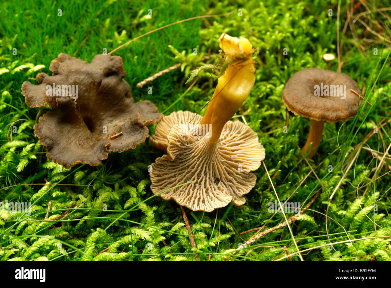 Cantharellus tubaeformis Chanterelle trompette dans son environnement naturel dans la forêt de Jutland Danemark lit Banque D'Images