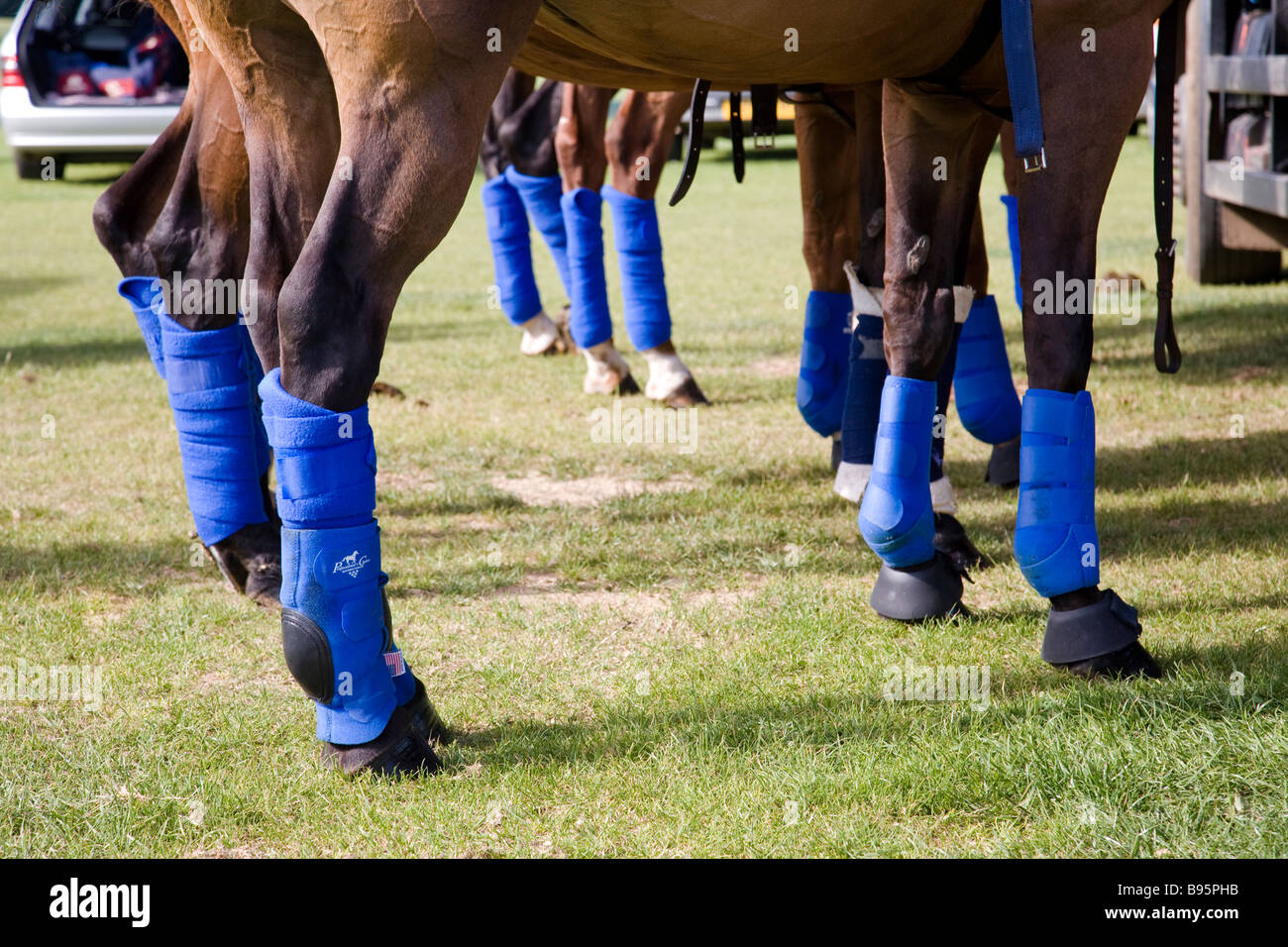 Les jambes bandées de polo ponies, West Sussex, Angleterre. Banque D'Images