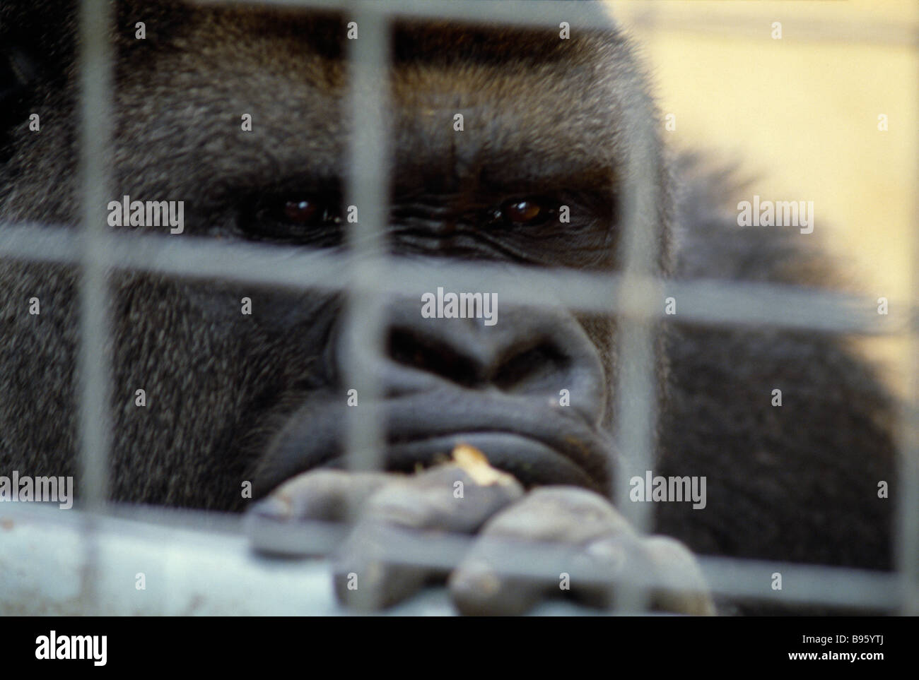 Animaux singes Gorilla gorille de plaine de l'Ouest en captivité au zoo de Chessington, regardant à travers les barreaux de la cage. Banque D'Images