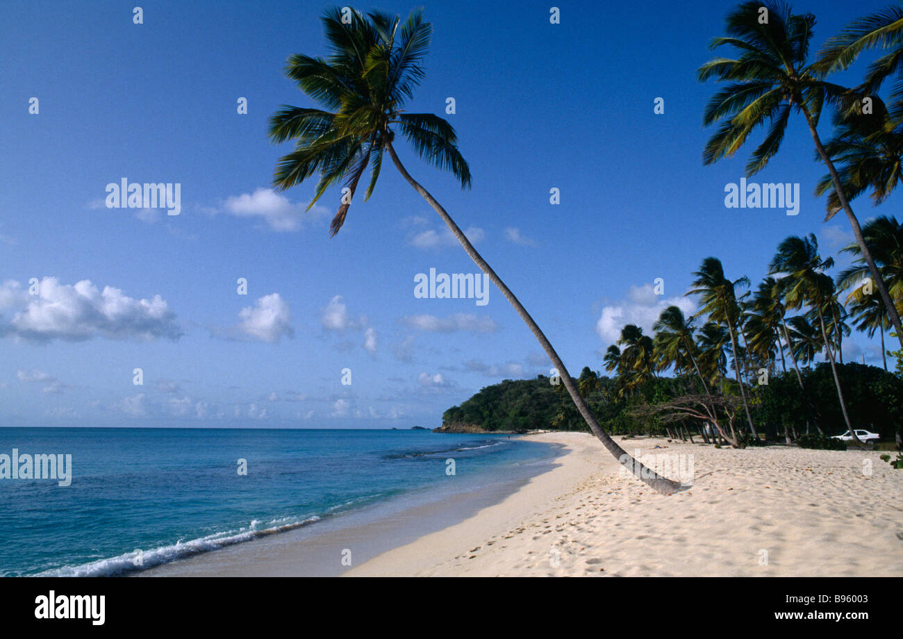 Antilles Antigua Darkwood Beach plage de sable fin avec la mer bleu clair de l'eau et des palmiers derrière. Banque D'Images