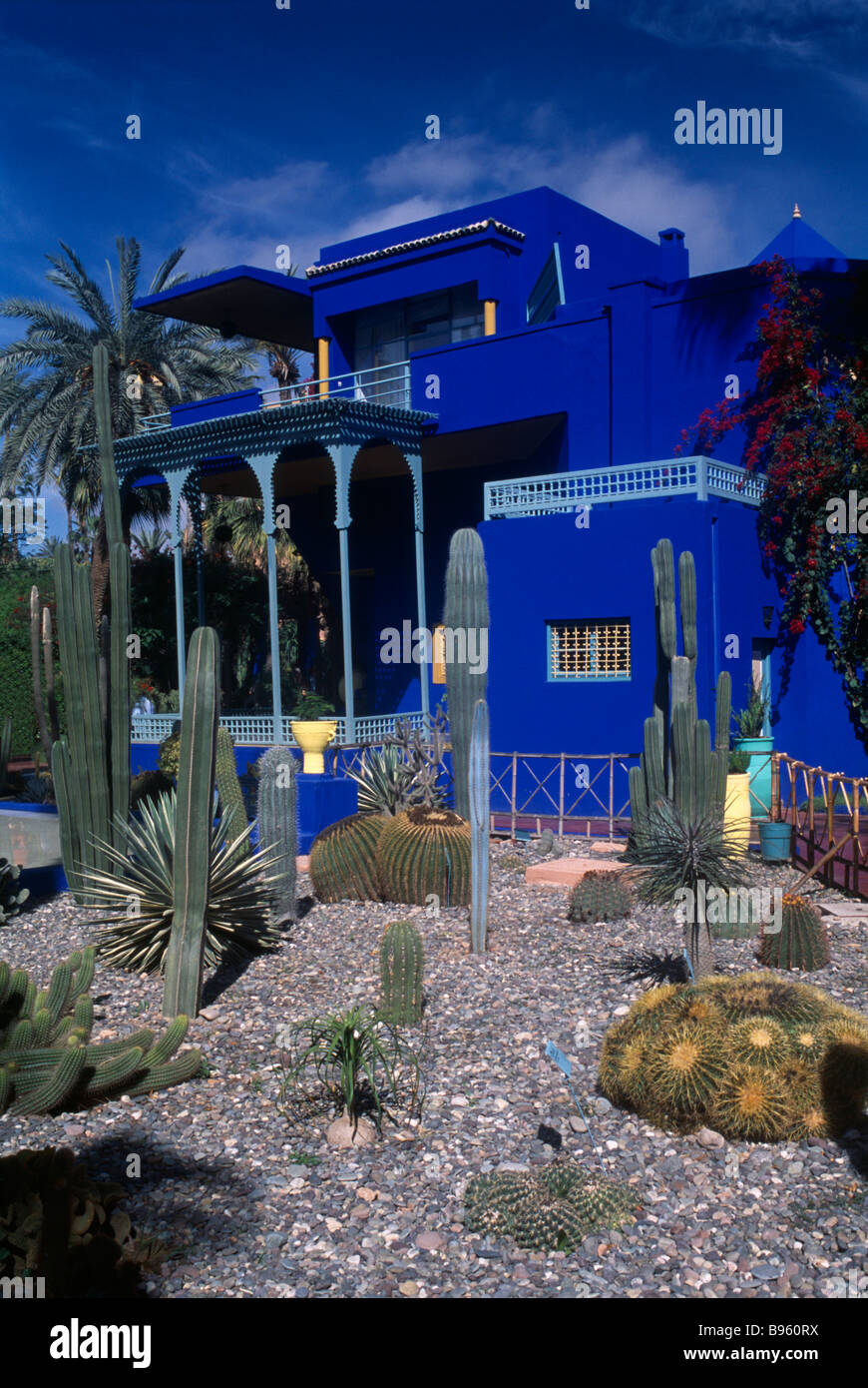 Afrique du Nord Maroc Marrakech Le Jardin Majorelle jardin ornemental avec cactus et palmiers et Colbolt bâtiment bleu Banque D'Images