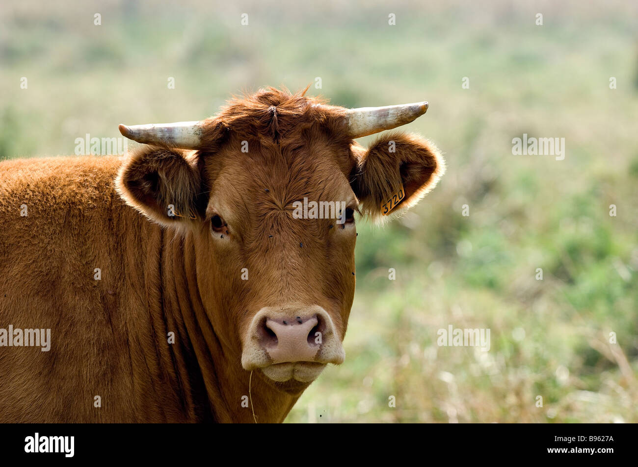 La France, l'Indre, vallée de la Creuse, Eguzon, l'élevage, de race limousine de Cow Head, élevés en plein air sur les herbages Banque D'Images