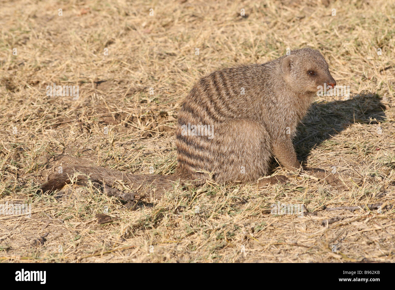 Vue latérale des lignes Mongoose Mungos mungo est assis sur l'herbe sèche dans Etosha National Park Banque D'Images