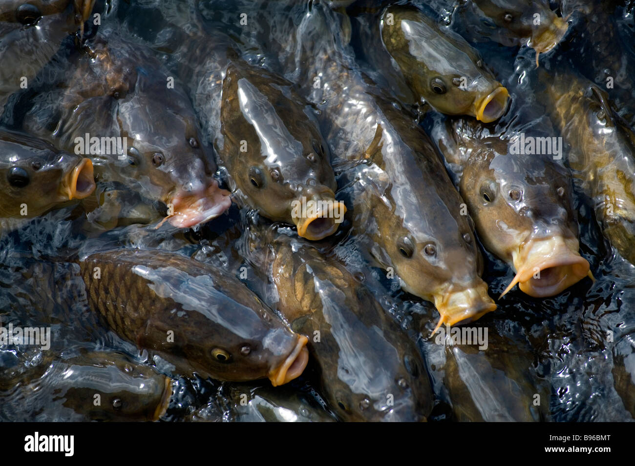 La carpe miroir poissons Kentwell Hall flux communs Ghost Banque D'Images