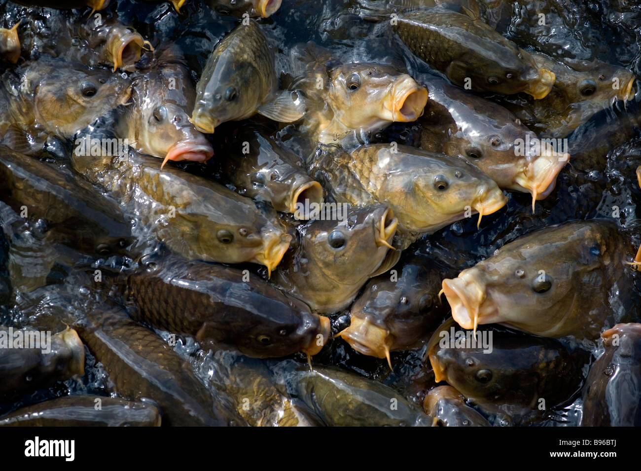 La carpe miroir poissons Kentwell Hall flux communs Ghost Banque D'Images