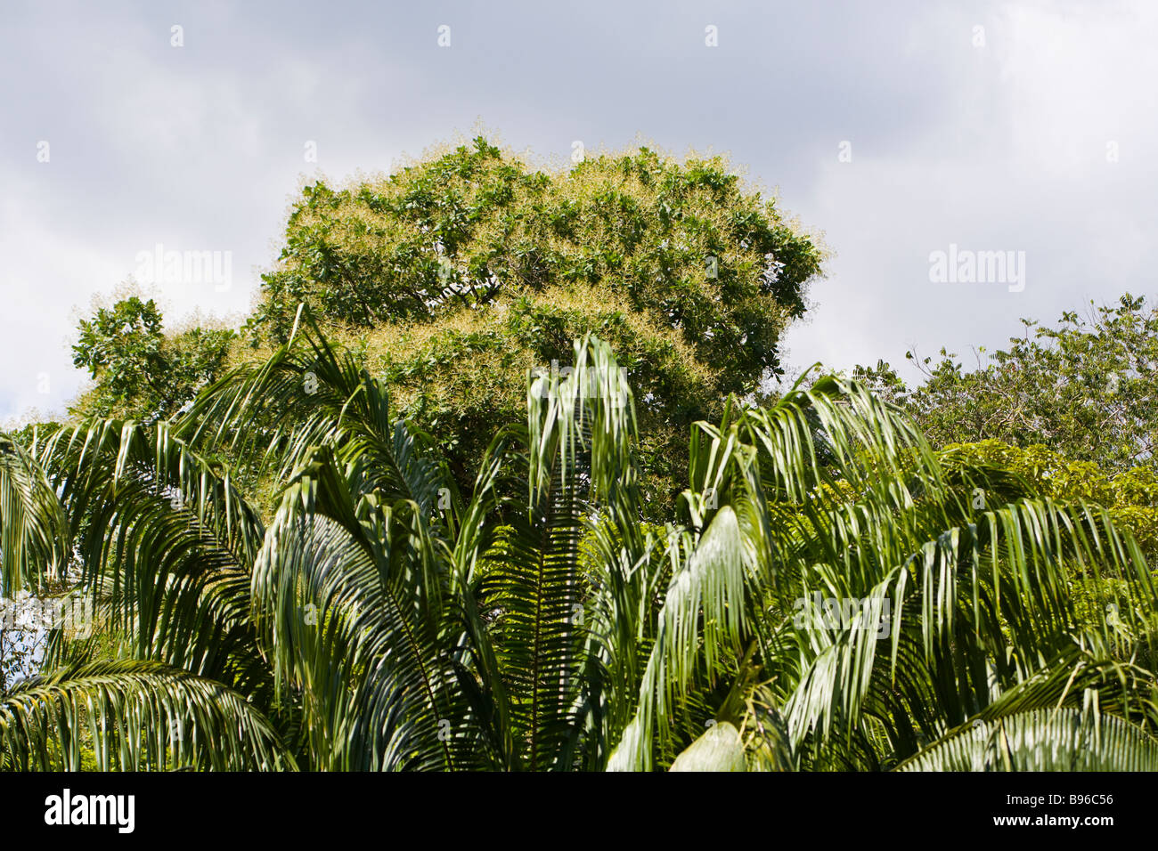 African palmier à huile (Elaeis guineensis) croissant dans la péninsule d'Osa du Costa Rica. Banque D'Images