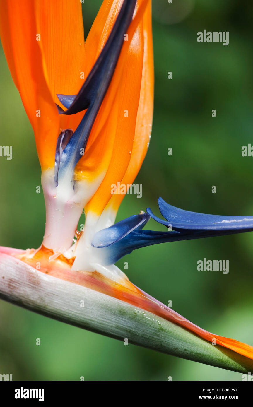 Strelitzia reginae fleur, oiseau de paradis Banque D'Images