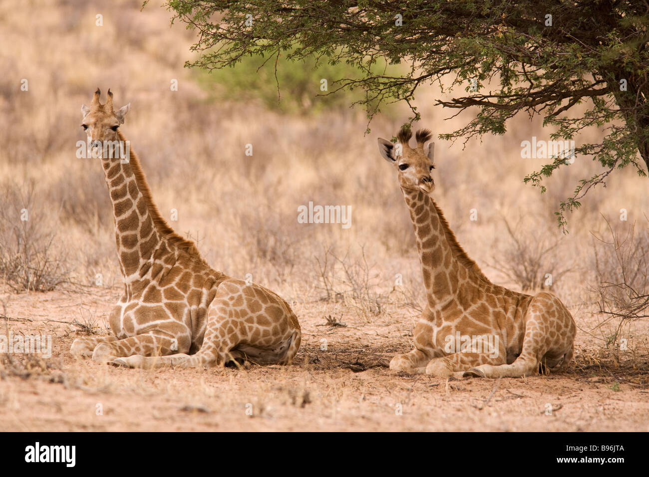 Girafe Giraffa camelopardalis jeune reposant sous arbre Kgalagadi Transfrontier Park Northern Cape Afrique du Sud Banque D'Images