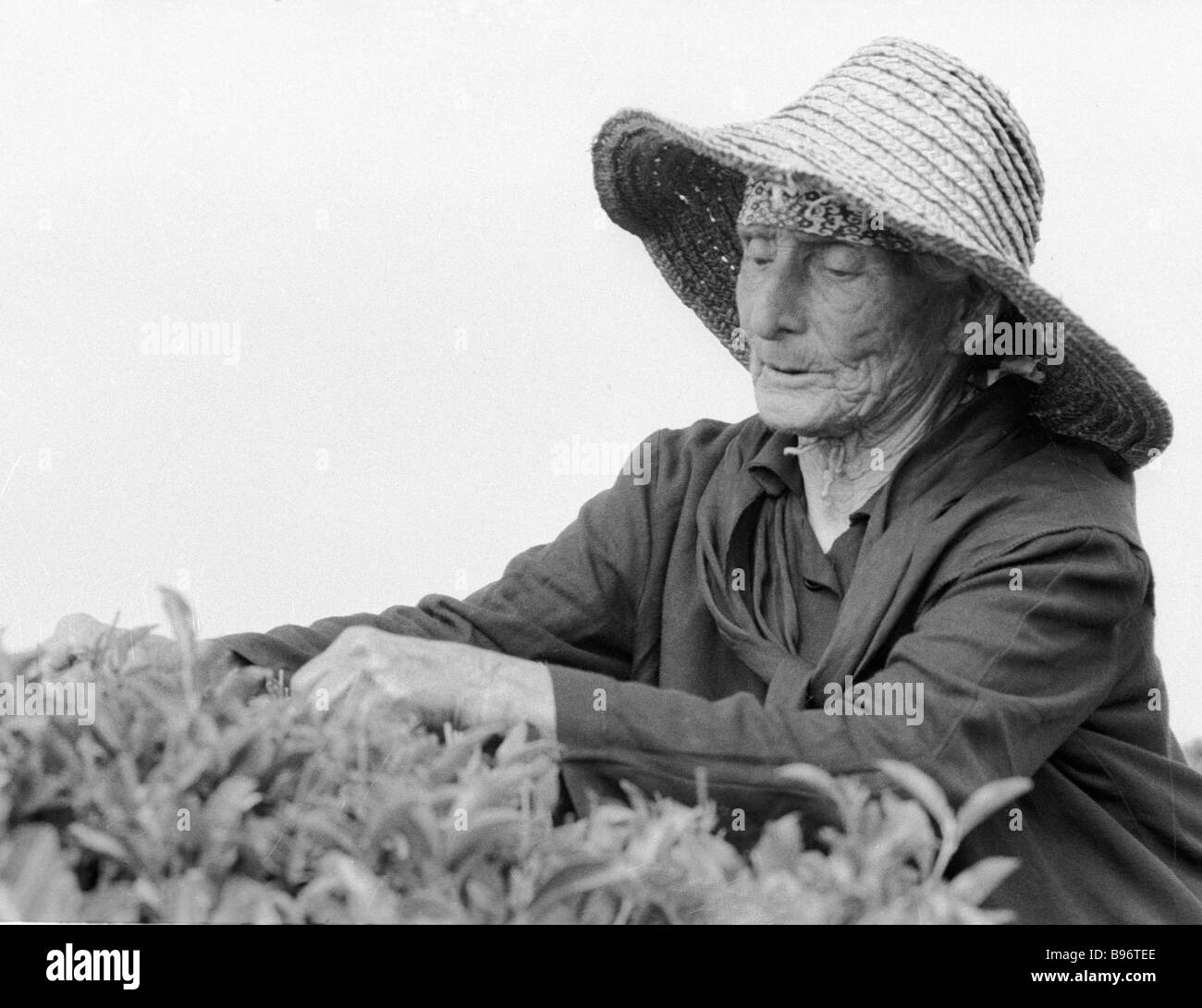 Lazuria Khfaf la plus vieille femme abkhaze travaille toujours sur une plantation de thé à son âge de 137 Banque D'Images