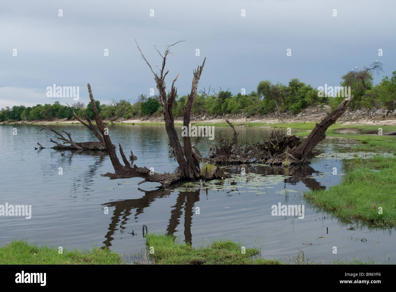 Réflexion sur l'arbre dans la rivière Chobe National Park, Botswana Banque D'Images