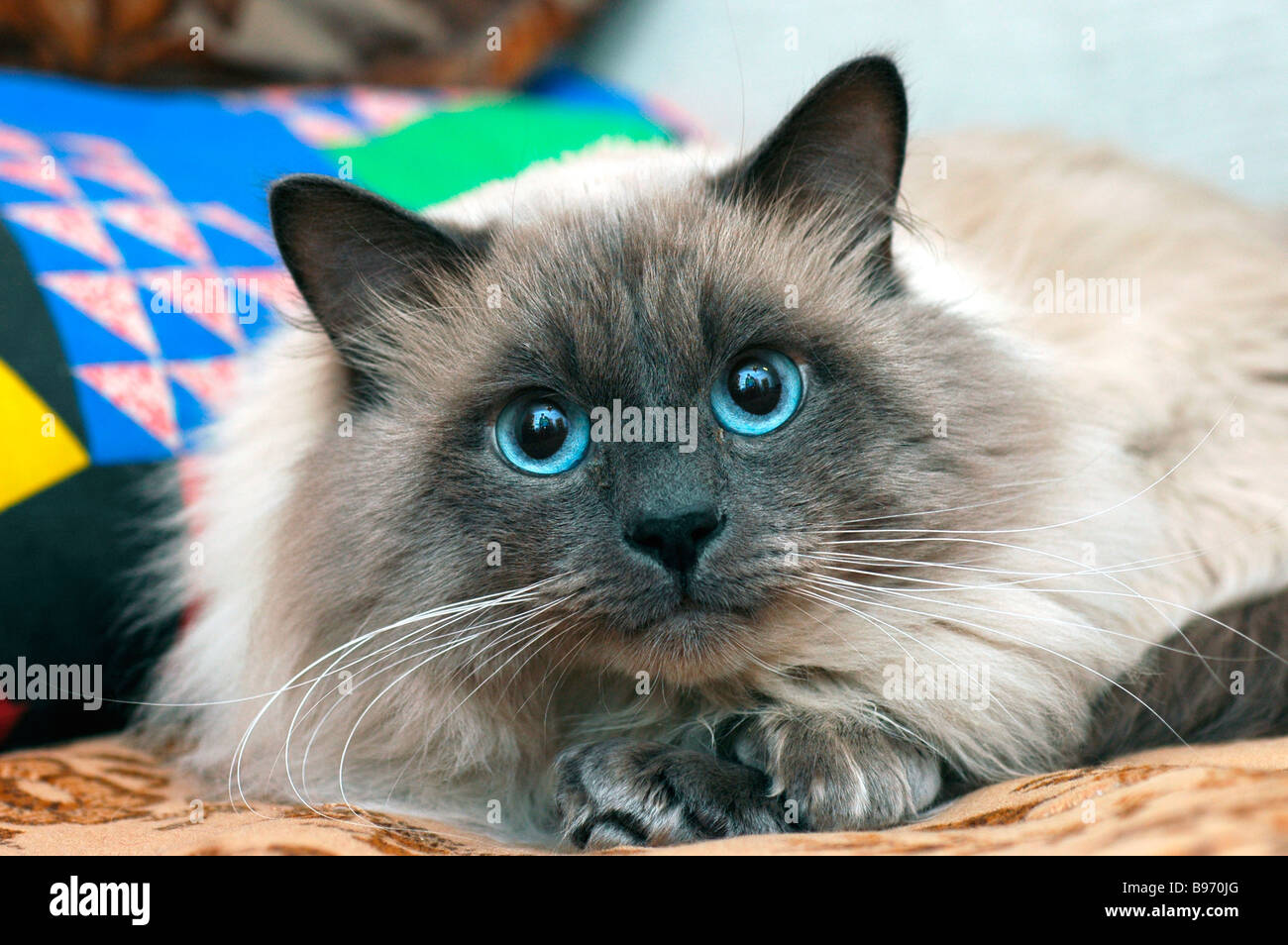 Neva Masquerade Cat Aka Colourpoint Chat Des Forets De Siberie Photo Stock Alamy