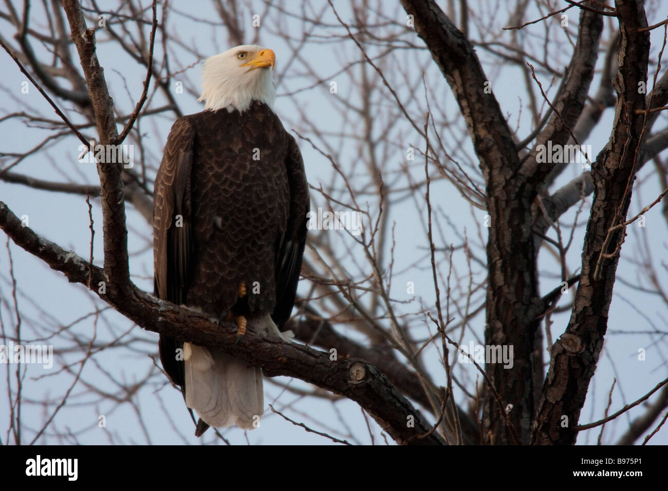 L'aigle chauve assis sur un arbre (Haliaeetus leucocephalus), Tule Lake National Wildlife Refuge, California, USA Banque D'Images