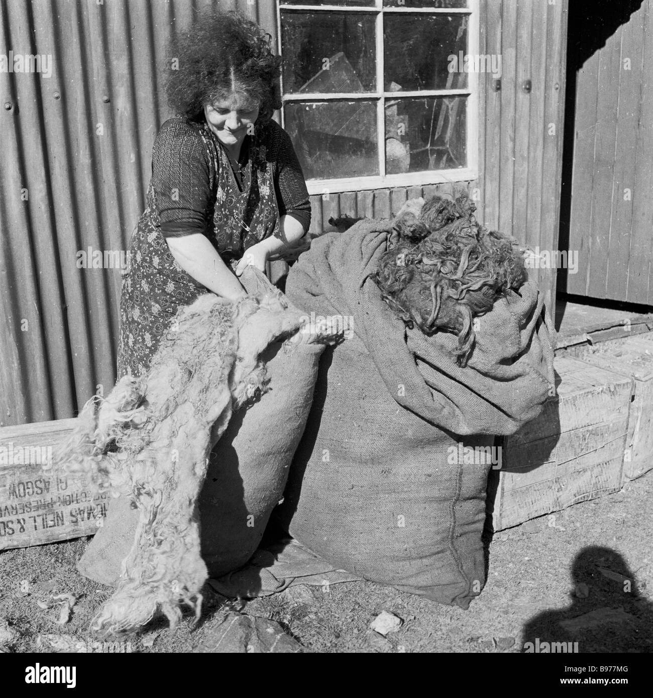 1950s, une femme de crofter écossaise chargeant de la laine dans des sacs à l'extérieur de son cottage à cadre d'étain, Highlands, Écosse, Royaume-Uni. Ils vivent et travaillent sur croft Land. Banque D'Images
