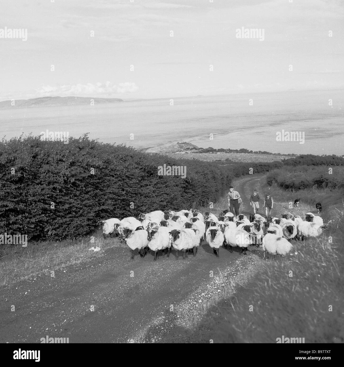 1950s, historique, un fermier et deux garçons qui menaient un troupeau de moutons noirs ont pris la tête d'une ruelle de campagne tranquille sur la côte d'Antrim, en Irlande du Nord, au Royaume-Uni. Banque D'Images