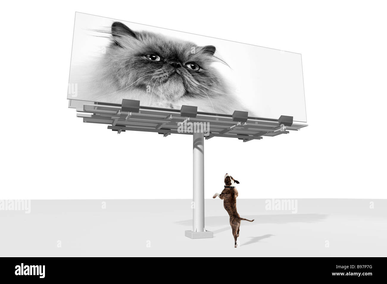 Chien regardant avec son chat sur elle Banque D'Images