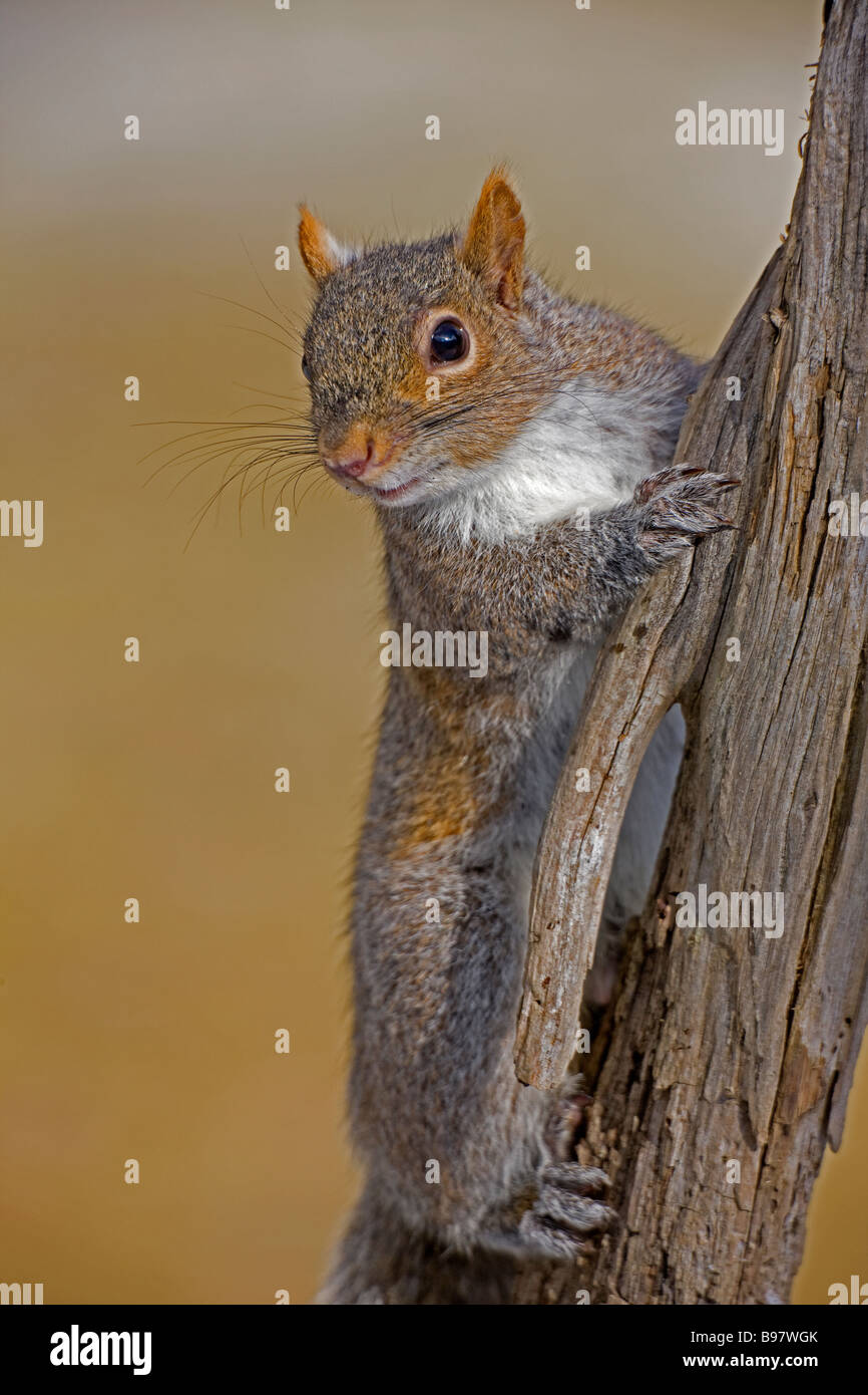 L'Écureuil gris (Sciurus carolinensis) New York - Portrait - Perché sur un arbre Banque D'Images